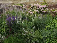 Herbaceous bed with white willow herb, salvia, centaurea, Veronicastrum virginicum, penstemon and catmint. Behind, pink rose trained on wall.