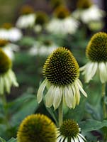 Echinacea purpurea 'White Swan', coneflower, a perennial with prominent greenish brown cones loved by bees and butterflies, edged in papery white petals.