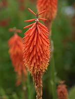 Kniphofia 'Nancy's Red', a tall, imposing perennial which, from summer until autumn, bears bold spikes of coral red flowers.