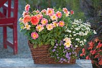 Dahlia Dreamy 'Fantasy', Argyranthemum frutescens and Brachyscome multifida 'Mauve Delight' 'Alba' planted in basket
