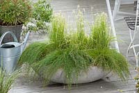 Bowl planted with Isolepis cernua syn. Scirpus cernuus 'Fiber Optik Grass' and Rhynchospora colorata 'Sternerntaenzer' syn. Dichromena colorata