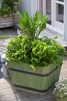 Salad leaves growing in container including Lactuca, Endive, frisee lettuce - Cichorium and culture Dandelion - Taraxacum officinale