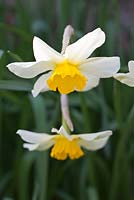 Narcissus 'Clava'. Historical Narcissus 1922