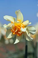Narcissus 'Glowing Phoenix' Div 4 Historical daffodil bred by R. O. Backhouse, pre-1930