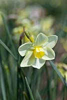 Narcissus 'Oryx' AGM