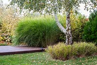 Miscanthus sinensis 'Gracillimus', old  betula and Carex muskingumensi' planted under the tree next to wooden walkway 