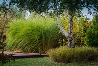 Miscanthus sinensis 'Gracillimus', old  betula and grass carex muskingumensis planted under the tree