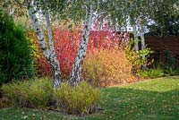 Autumn border of cornus alba and other deciduous shrubs and grasses. This set of plants looks good also during tough winter.