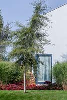 Alnus glutinosa 'Imperialis' and a carpet of berberis thunbergii by modern house 