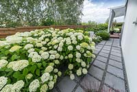 Long path surrounded house and big group of Hydrangea arborescens 'Anabelle Strong'