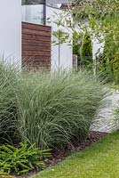 Miscanthus sinensis 'Gracillimus' at entrance to modern house 