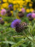 Cynara cardunculus, cardoon, a tall, architectural plant with huge, grey felt-like leaves and bright blue, thistle-like flowers from late summer.