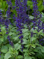 Salvia farinacea 'Victoria', sage, grown usually as an annual for its vivid blue spikes of flowers and fresh leaves.