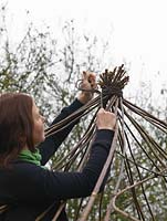 In the final stages of creating a living willow arbour, the uprights are gathered together in a 'top-knot' and secured to create an enclosed structure, bare in winter, leafy in summer.