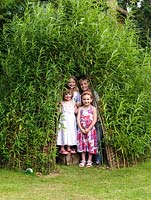 Tom, Lily, Katie and Alice - all aged 10 and under love playing in the shade of the leafy wigwam woven from living Salix viminalis -  willow at the bottom of their garden.
