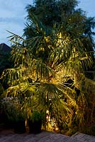 A night view of an Australiasian inspired border planted with uplit Trachycarpus fortunei palm