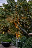 A night view of an Australiasian inspired border planted with Trachycarpus fortunei, Astelia silver spear Phormium tenax and Buxus sempervirens topiary, with Festuca gautieri in a small black modern container.