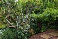 A bird bath in the middle of a border with lush Australiasian inspired planting including Trachycarpus fortunei palm, Phormium tenax, Dicksonia antartica, Anemone Konigin Charlotte, Hydrangea quercifolia, Buxus sempervirens topiary and Phyllostachys aurea.