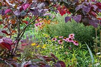 A colourful late summer border with Echinacea 'Magnus', Yellow Helianthus, Salvia and Helenium 'Ruby Tuesday', all framed by purple leaved Cercis canadensis 'Forest Pansy'.