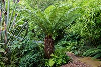 A lush border surrounding a secret path that runs to the play area at the back of the garden. Australiasian inspired planting includes Dicksonia antartica, Phormium tenax, Pachysandra terminalis, Dryopteris Prolifera and Phyllostachys aurea.