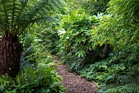 A lush border surrounding a secret path that runs to the play area at the back of the garden. Australiasian inspired planting includes Dicksonia antartica, Fatsia japonica, Pachysandra terminalis, Dryopteris Prolifera and Phyllostachys aurea.