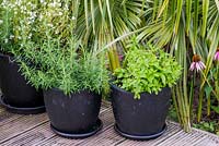 Rosemary and mint in small black modern containers.