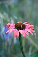 Echinacea Mama Mia, a coneflower whose large scented flowers open red then age through orange and coral to pink. Loved by bees and butterflies.