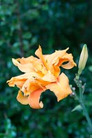 Hemerocallis 'Flore Pleno', daylily, a herbaceous perennial flowering in late summer.