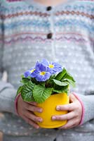 Girl holding Primula in a pot.