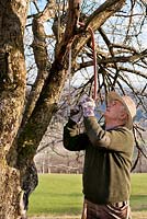 Pruning apple tree branch with a saw.