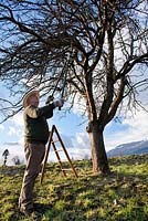 Man pruning an apple tree with loppers.