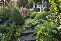 Stone steps. Pathway with box topiary and flowerbeds edged with box hedging. mature horse chestnut tree. Rosa 'Ferdy'. Alchemilla mollis. Marina Wust, Germany