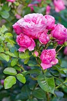 Rosa 'Constance Spry'