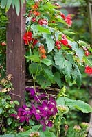 Clematis, red Begonia and runner beans. 