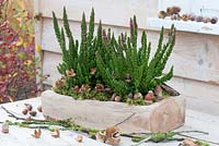 Calluna vulgaris Skyline 'Stockholm' planted in a carved wooden container, and decorated with beechnuts, acorns and chestnuts