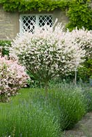 Salix integra 'Hakuro-nishiki'. Standards along path underplanted with lavender