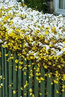 Forsythia hedge over picket fence with snow. March.