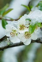 Chaenomeles speciosa 'Nivalis' flowers with snow. March