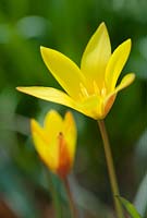 Tulipa clusiana var. chrysantha. April