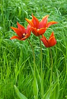 Tulipa 'Queen of Sheba'.  Lily flowered tulip in rough grass. April.