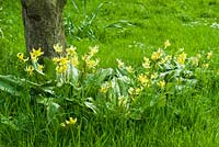 Erythronium 'Pagoda' Clump in rough grass in April beneath old apple tree.