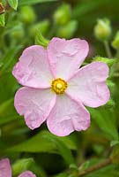 Cistus x skanbergii - dwarf pink rock rose. May