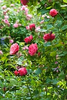 Rosa 'Pink perpetue'. June