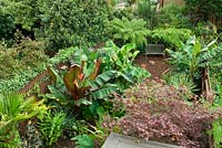 Sub-tropical garden with Colocasias, Trachycarpus, Dicksonia, Ensete ventricosum 'Maurelii', Musa basjoo and Acer palmatum 'Bloodgood'