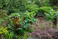Sub-tropical garden with bench and Colocasias, Trachycarpus, Dicksonia, Ensete ventricosum 'Maurelii', Musa basjoo and Acer palmatum 'Bloodgood'