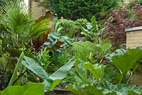 Lush foliage of sub-tropical garden with Gunnera, Hedychiums, Colocasias, Trachycarpus, Dicksonia, Ensete ventricosum 'Maurelii', Musa basjoo and Acer palmatum 'Bloodgood'