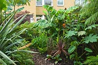Path through sub-tropical garden with Cordyline, Colocasias, Tetrapanax papyrifer, Phormium, Hedychiums,  Dicksonia, Musa basjoo and Acer palmatum 'Bloodgood'