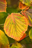 Hamamelis x intermedia 'Jelena'. Autumn leaf.