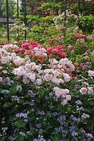 Rosa 'Scepter'd Isle' and 'Benjamin Britten' in The Rose Border, The Italian Garden, Trentham Hall Gardens, Staffordshire