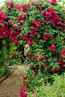 Rosa 'Crimson Shower' growing over a pergola. Madingley Hall, Cambridge